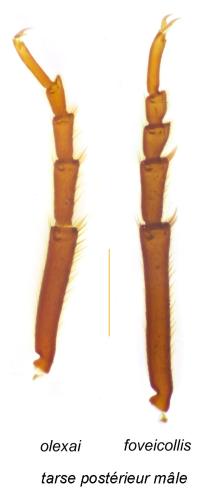 Réf. 295 631 : Hylis divers